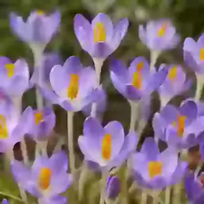 Tommasinianus Barr's Purple